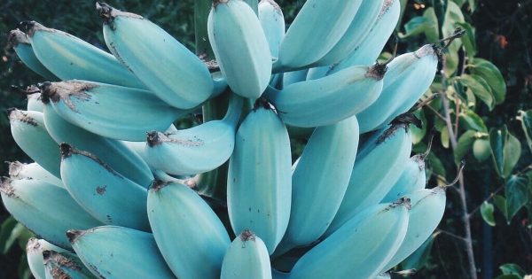 BANANEIRA da BANANA AZUL - Image 3