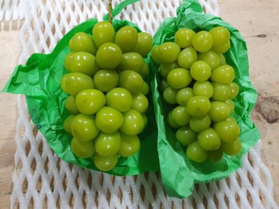 Videira de uvas Brancas Gigantes🍇💚