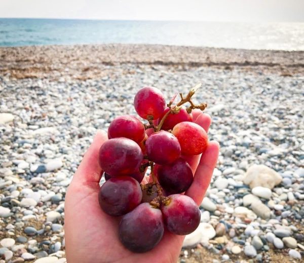 Videira de uvas Rosê Gigante🍇❤️ - Image 3