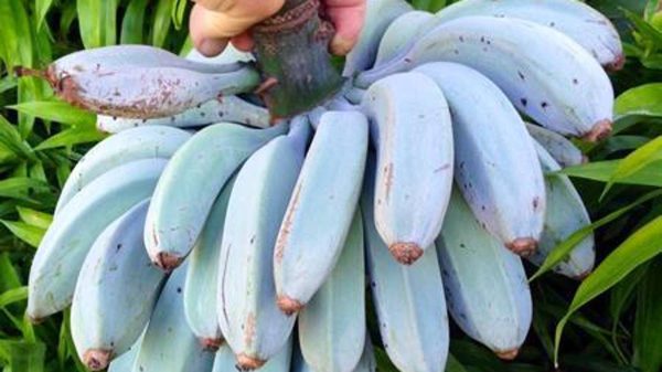 BANANEIRA da BANANA AZUL - Image 9