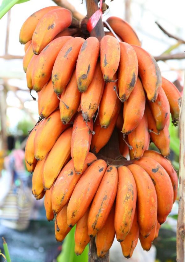 BANANEIRA da BANANA VERMELHA - Image 5
