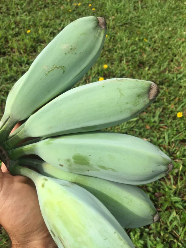 BANANEIRA da BANANA AZUL - Image 11