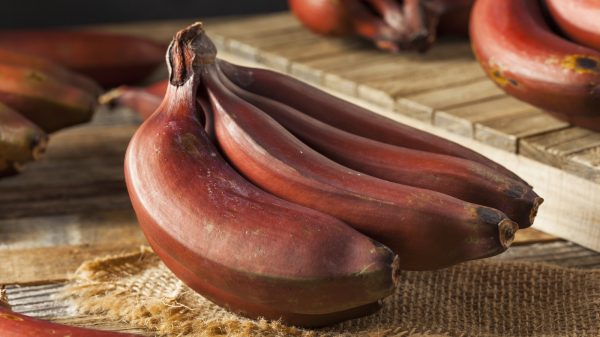 BANANEIRA da BANANA VERMELHA - Image 10