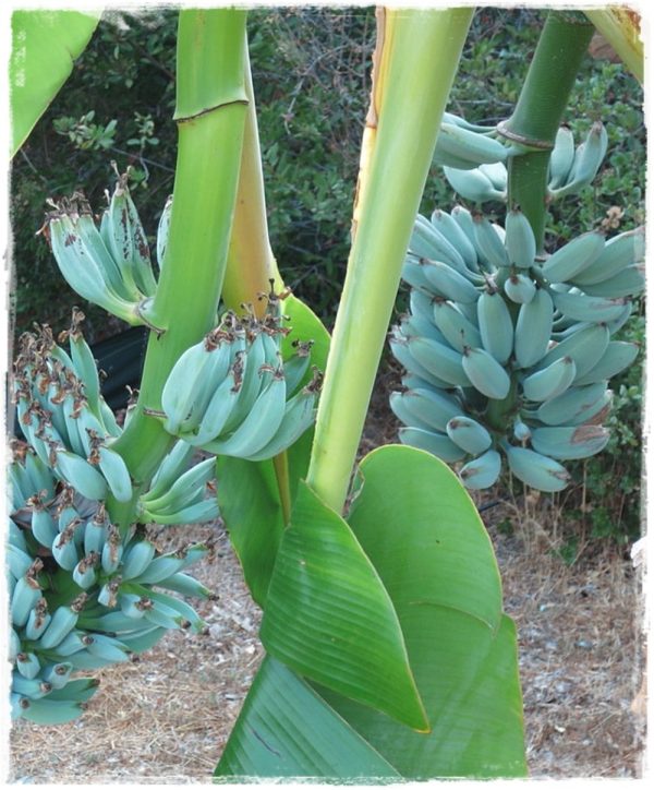 BANANEIRA da BANANA AZUL - Image 13