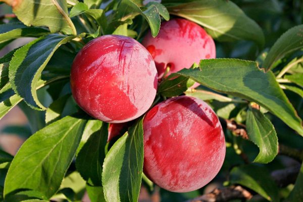 🇯🇵🍑Ameixeira do japão da Boa sorte (おいしいわせ)🍑🇯🇵 - Image 3