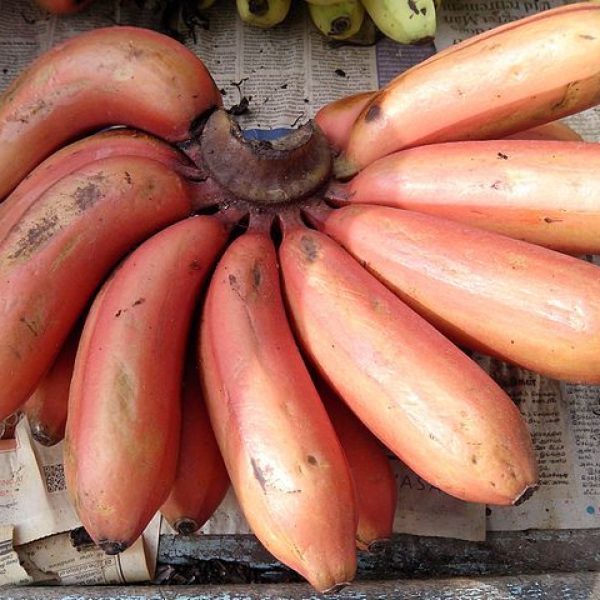 BANANEIRA da BANANA VERMELHA - Image 4