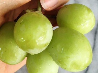 Videira de uvas Brancas Gigantes🍇💚