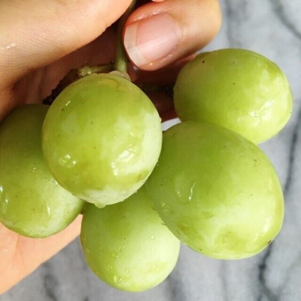 Videira de uvas Brancas Gigantes🍇💚 - Image 2