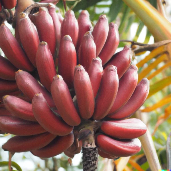 BANANEIRA da BANANA VERMELHA