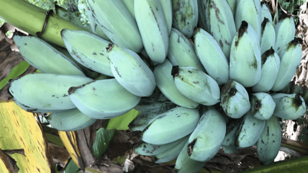 BANANEIRA da BANANA AZUL - Image 15