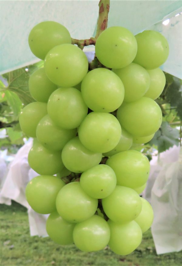 Videira de uvas Brancas Gigantes🍇💚 - Image 4