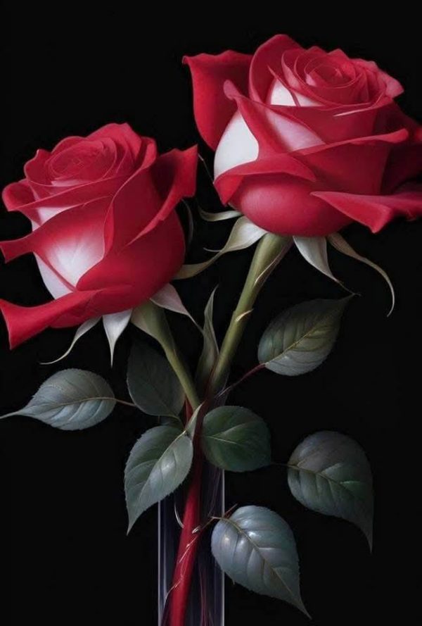 Roseira de Rosa Coração Branco - Image 6