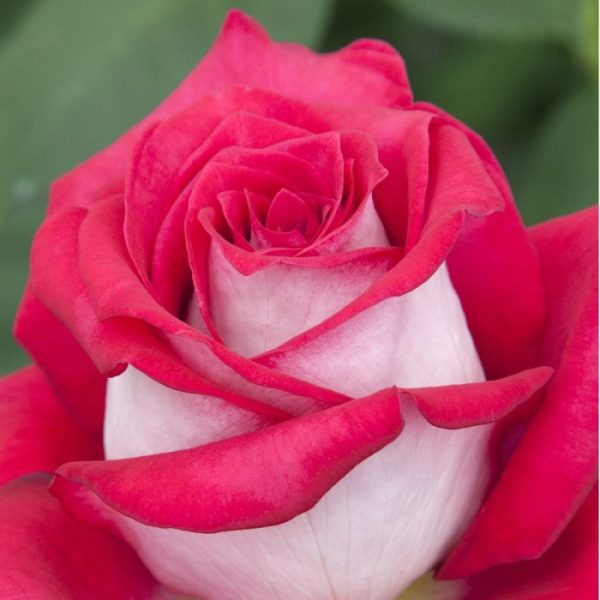 Roseira de Rosa Coração Branco - Image 11