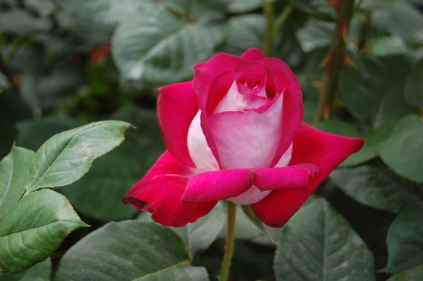 Roseira de Rosa Coração Branco - Image 14