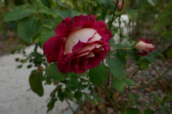 Roseira de Rosa Coração Branco - Image 15