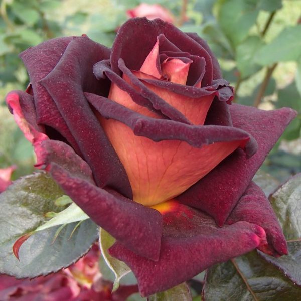 Roseira de Rosa Coração Amarelo - Image 18