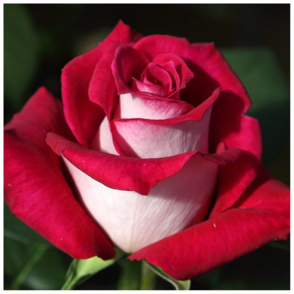 Roseira de Rosa Coração Branco - Image 5