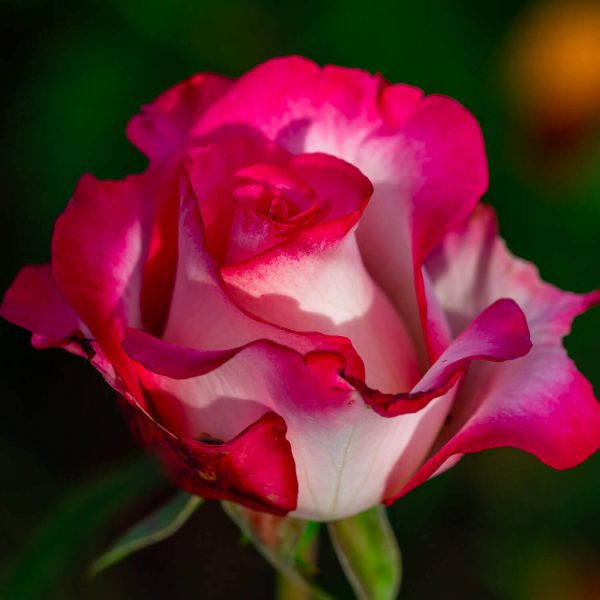 Roseira de Rosa Coração Branco - Image 2