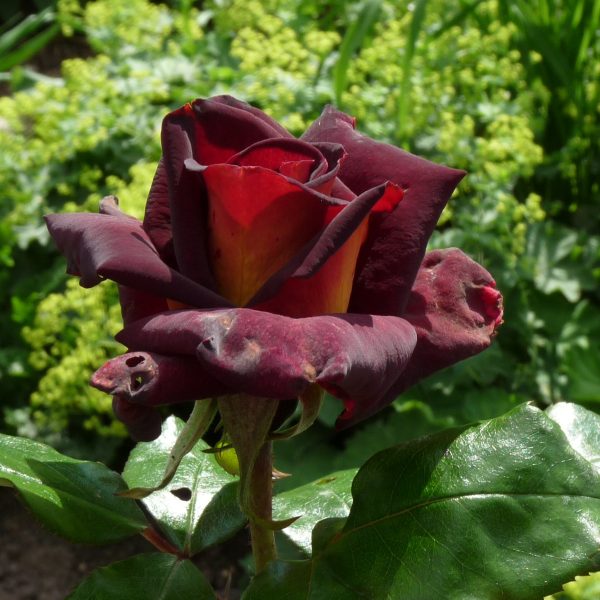 Roseira de Rosa Coração Amarelo - Image 19