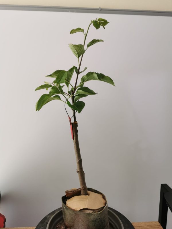 MACIEIRA de MAÇÃ GIGANTE da CHINA  (严复)🍎😁🇨🇳 - Image 4