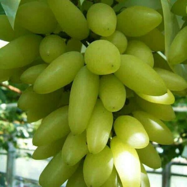 Videira de Uva de Dedo Dedo de Alien Branca🍇👆👽💚 - Image 4