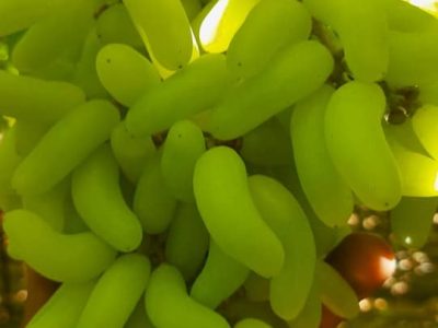 Videira de Uva de Dedo Dedo de Alien Branca🍇👆👽💚