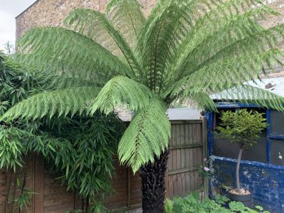 Feto Arboreo da Nova Zelandia