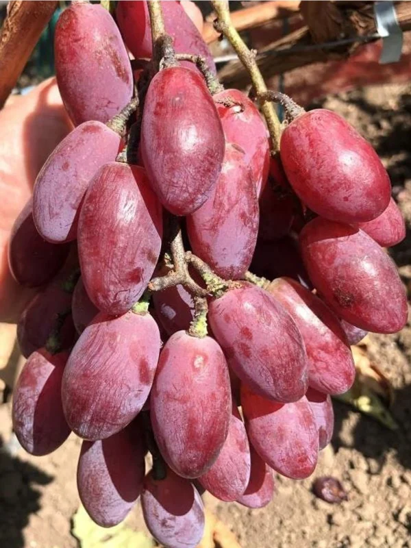 Videira de Uva de Dedo Dedo de Alien Rosê🍇👆👽❤️ - Image 6