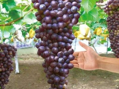 Videira de Cacho Gigante Tinta 巨大房 きょだい🍇🎉🖤