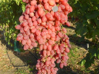 Videira de Cacho Gigante Rose🍇🎉❤️