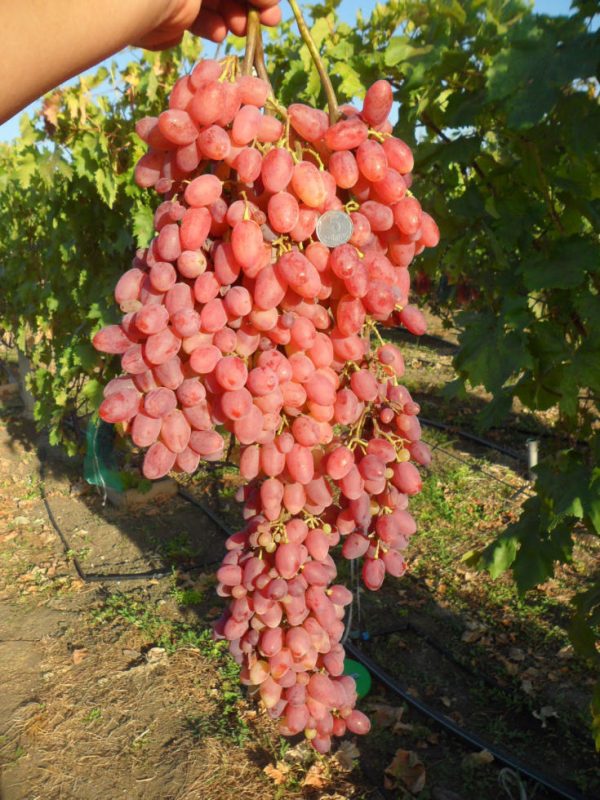 Videira de Cacho Gigante Rose🍇🎉❤️ - Image 2
