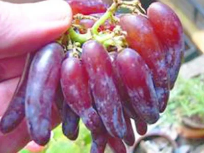 Videira de Uva de Dedo Dedo de Alien Rosê🍇👆👽❤️