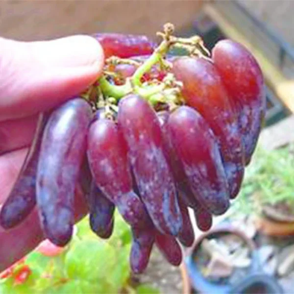 Videira de Uva de Dedo Dedo de Alien Rosê🍇👆👽❤️ - Image 2