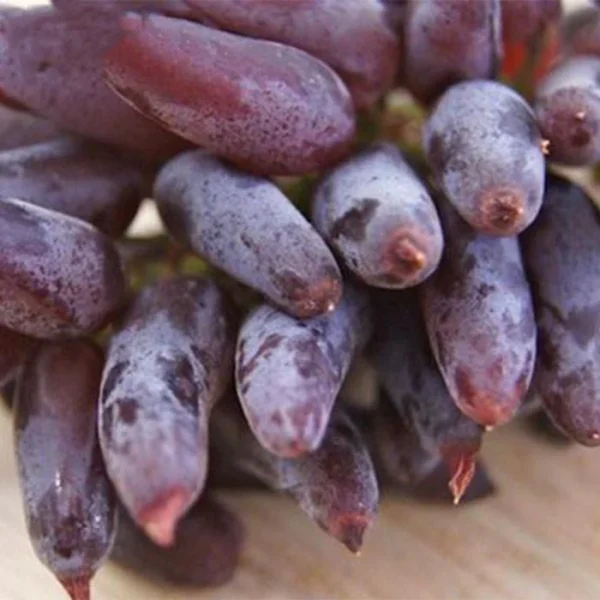 Videira de Uva de Dedo Dedo de Alien Rosê🍇👆👽❤️ - Image 3