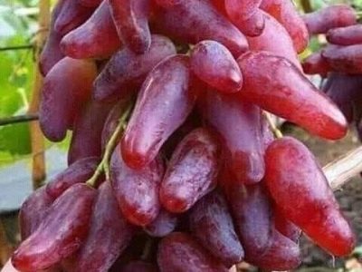 Videira de Uva de Dedo Dedo de Alien Rosê🍇👆👽❤️