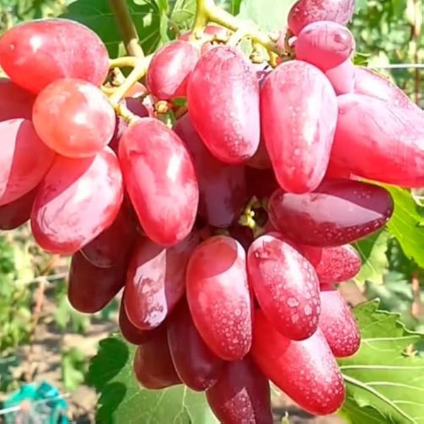 Videira de Uva de Dedo Dedo de Alien Rosê🍇👆👽❤️ - Image 5