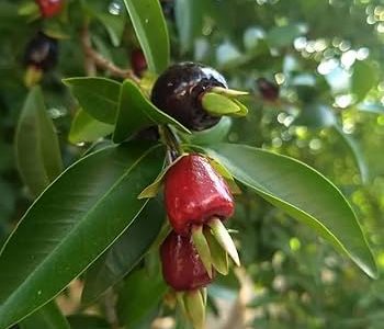 🇧🇷🌴Cereja do Rio Grande🌴🇧🇷