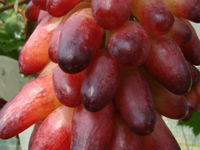 Videira de Uva de Dedo de Bruxa Rosê🍇👆🧙‍♀️❤️