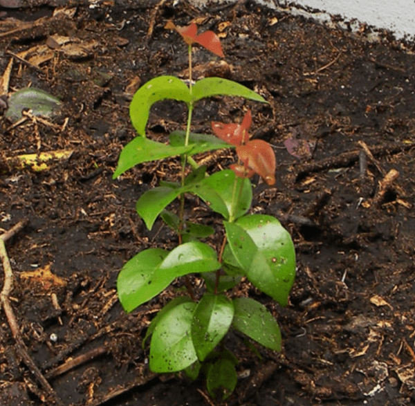 Pitanga preta - Image 3