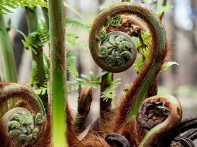 Feto Arboreo da Nova Zelandia