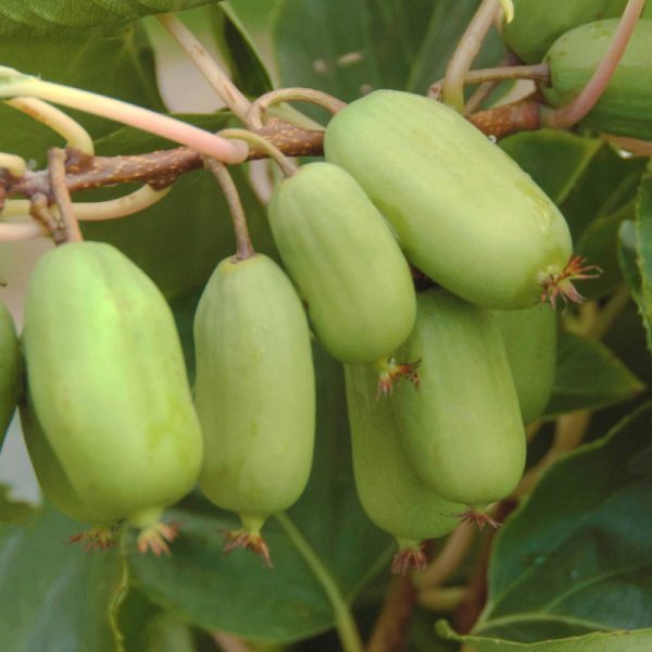 🥝Mini Kiwi Verde Gigante🥝 - Image 3