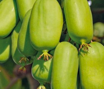 🥝Mini Kiwi Verde Gigante🥝