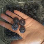 Mirtilo de Dupla Colheita🫐🇺🇸