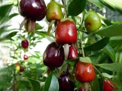 🇧🇷🌴Cereja do Rio Grande🌴🇧🇷