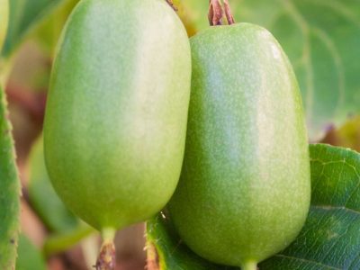 🥝Mini Kiwi Verde Gigante🥝