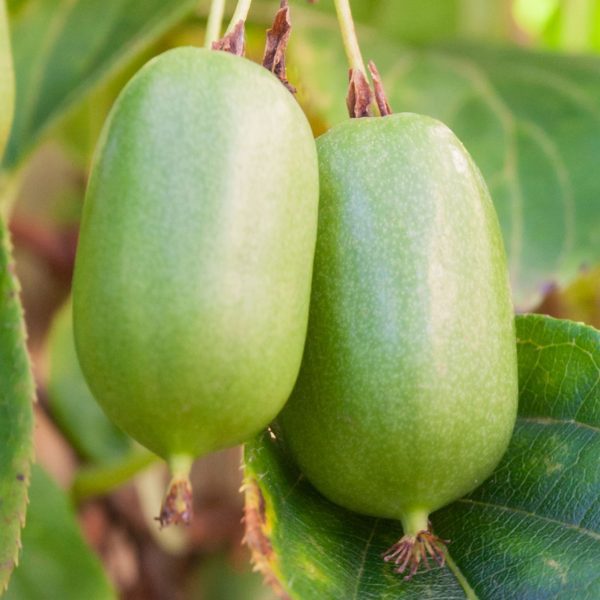 🦟🐯🥝Mini Kiwi Verde Tigrado Autofertil🥝🐯🦟 - Image 3