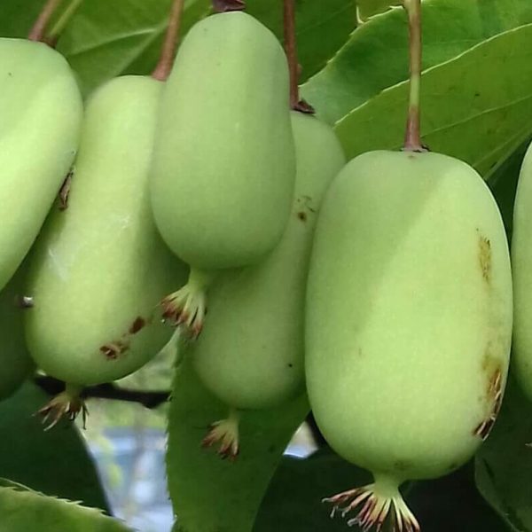 🥝Mini Kiwi Verde Gigante🥝 - Image 5