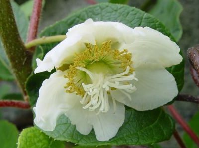 🥝Mini Kiwi Polinizador🥝