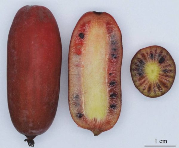 🥝Mini Kiwi Vermelho Gigante🥝