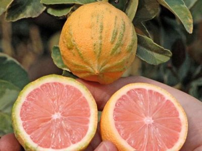 ⛩️🐯🍋Limão de Sangue de folha Tigrada Bonsai🍋🐯⛩️